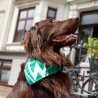SV Werder Bremen Hundehalstuch | Halstuch für Hunde | SVW